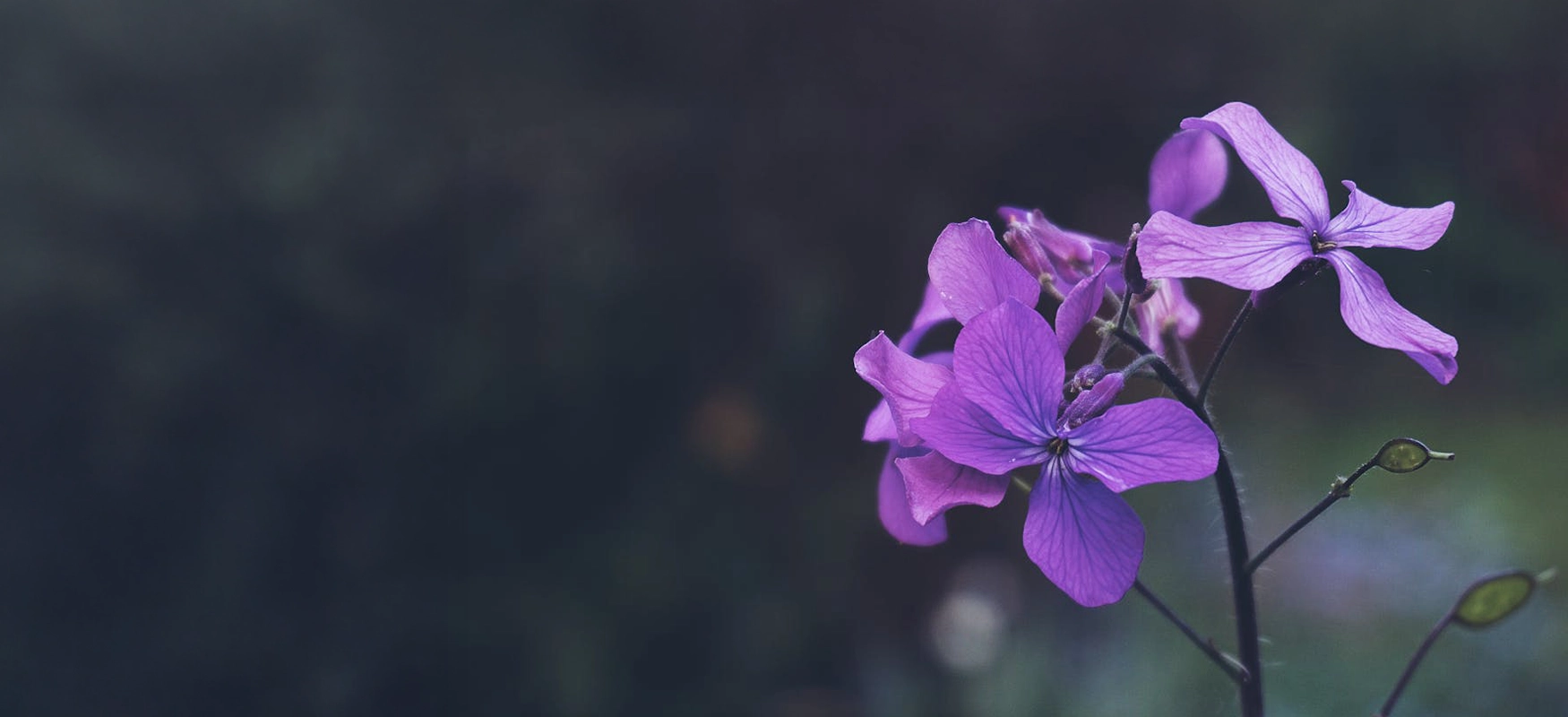 Purple Flowers Background